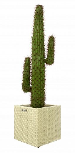 Cactus Mexico Cachepot Dekollete Rattan Cone 50