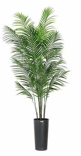 Date palm Carthage Cachepot Dekollete Cerso 46