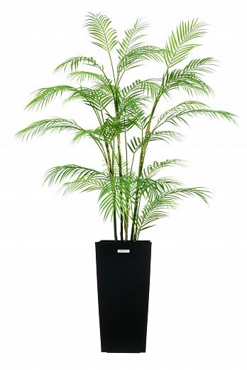 Date palm Elbay cachepot Dekollete Kuno 46