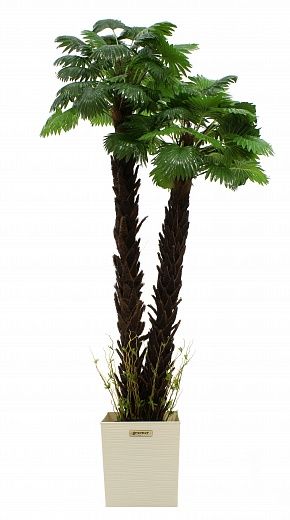 Palm Washingtonia malida cachepot Dekollete Clasico 30