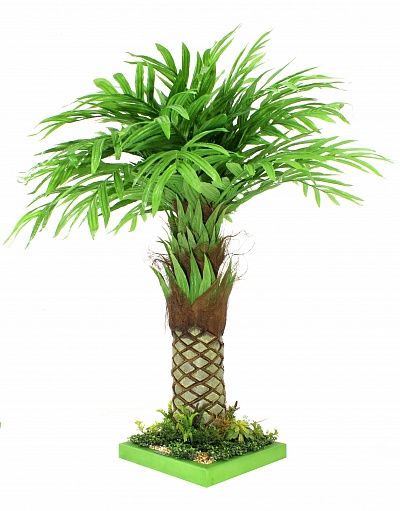 Areca Vitorio available to order 1 piece