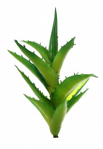 Aloe Shelf