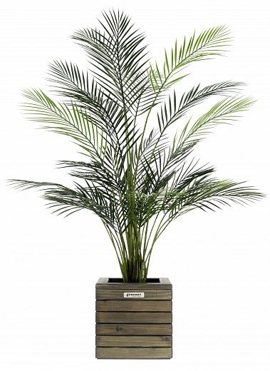 Date palm Kariba 150 cachepot Dekollete Roca Cube 30