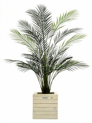 Date palm Kariba 150 cachepot Dekollete Roca Cube 30