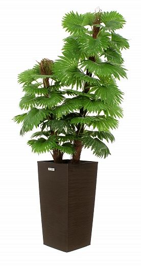 Palm Washingtonia Anaba cachepot Dekollete Kuno 46