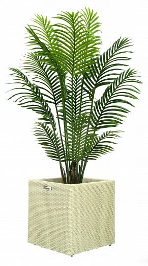 Date palm Madia cachepot Dekollete Rattan Cone 50