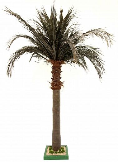 Townsville date palm available in order of 1 piece only