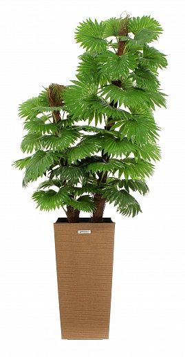 Palm Washingtonia Anaba cachepot Dekollete Cuno 46 Eco