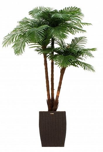 Date palm Tuli XL cachepot Dekollete Rattan Cube 39