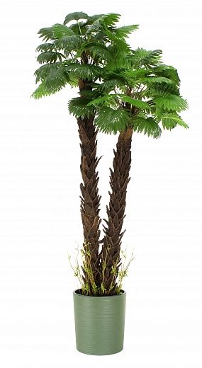 Palm Washingtonia malida cachepot Dekollete Clasico 30 Eco