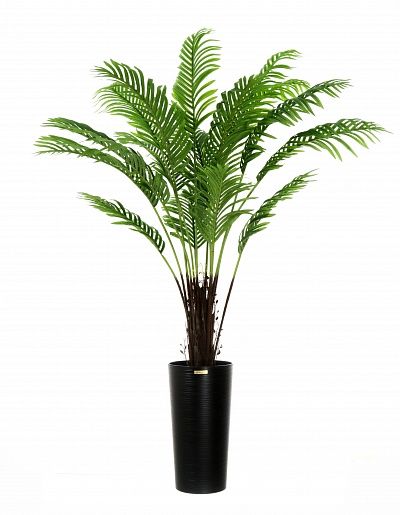 Date palm Bizerte cachepot Dekollete Serso 46 available to order 1 piece