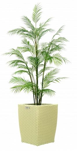 Elbay date palm Elbay date palm 160 Dekollete Rattan Cone 50