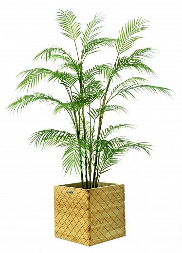 Elbay date palm cachepot Dekollete Gurido 30