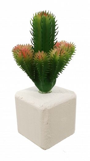 Cactus Cuer