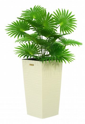 Palm Washingtonia Vittoria cachepot Dekollete Cuno 46