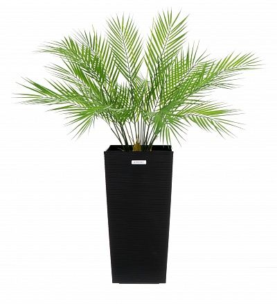 Palm Ayora Tres cachepot Dekollete Cuno 46