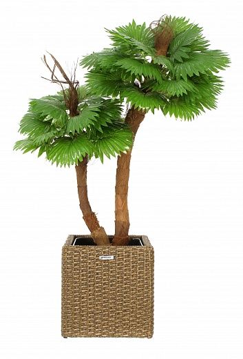 Palm Washingtonia avassa cachepot Dekollete Rattan Cube 32