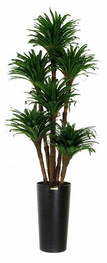 Dracaena David cachepot Dekollete Serso 46