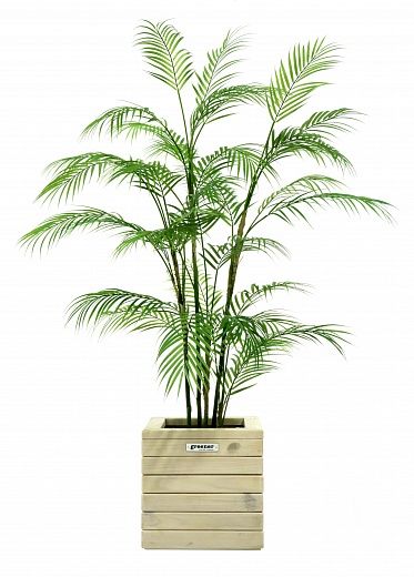 Date palm Elbay cachepot Dekollete Roca Cube 30