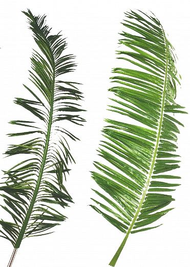 Coconut palm Finger palm