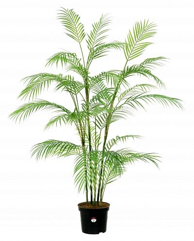 Elbay date palm