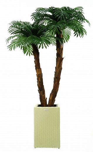 Palm Linara cachepot Dekollete Rattan Cube 50