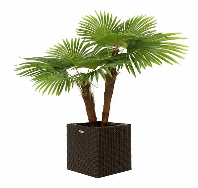 Washingtonia Karo planters Dekollete Rattan Cube 32