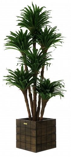 Dracaena david cachepot Dekollete Chess 30 color