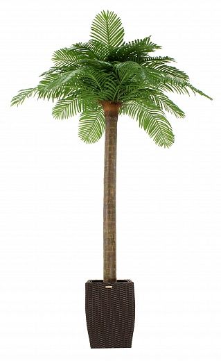 Date Palm Eskel Cachepot Dekollete Rattan Cone 50