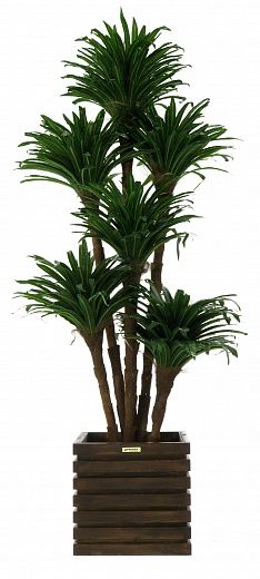 Dracaena david cachepot Dekollete Bandas 30 color