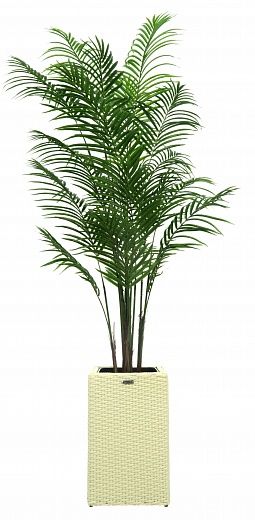 Date Palm Carthage Cafagen Cachepot Dekollete Rattan Cube 50