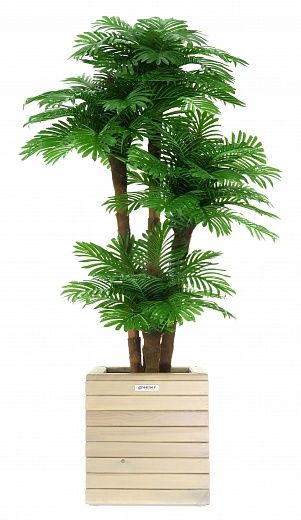 Date Palm Cherry Cachepot Dekollete Roca Cube 30