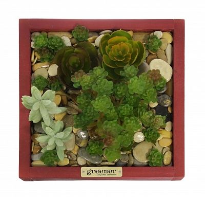 Phytopanno succulent Raul available to order 1 piece