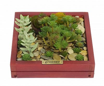 Phytopanno succulent Raul available to order 1 piece