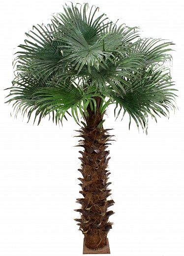 Washingtonia Koror