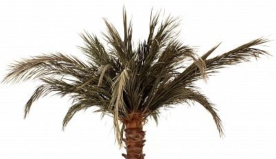 Townsville date palm available in order of 1 piece only