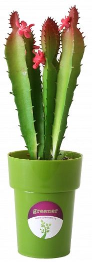 Cactus Fuerte