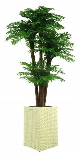 Date Palm Cherry Cachepot Dekollete Rattan Cube 50