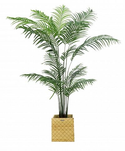 Date palm Monastir 240 cachepot Dekollete Gurido 30