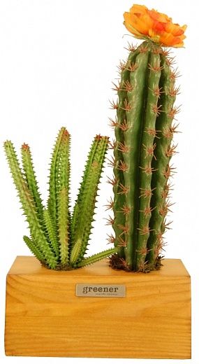 Cactus Seaham available to order 1 piece