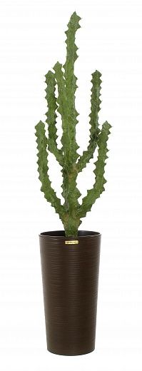 Cactus Ridge Cachepot Dekollete Serso 46 available to order 1 piece