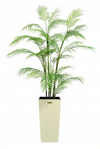 Date palm Elbay cachepot Dekollete Kuno 46