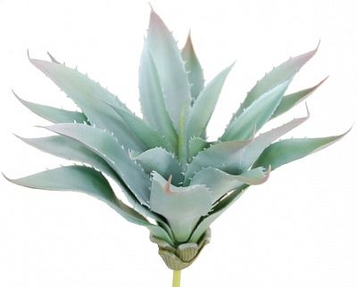 Agave Ford