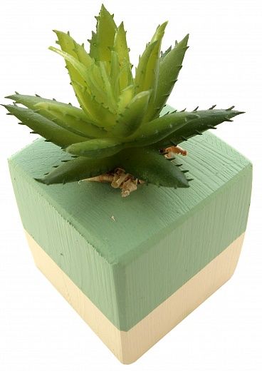 Agave Sidney