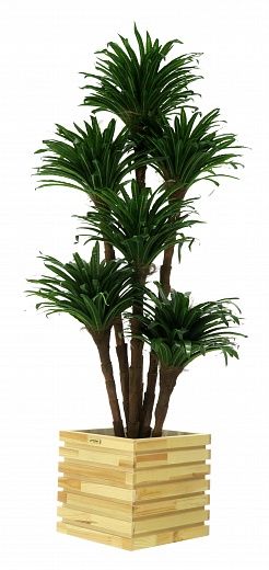 Dracaena david cachepot Dekollete Bandas 30 color