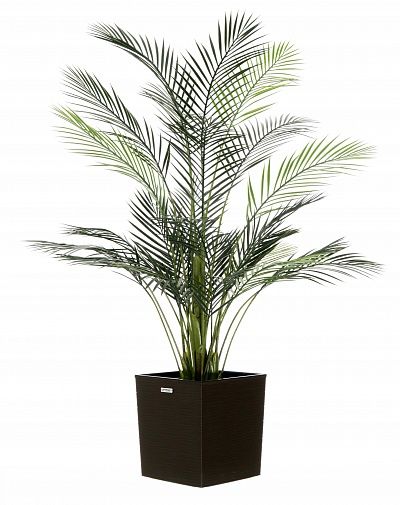 Date palm Kariba 150 cachepot Dekollete Clasico 30