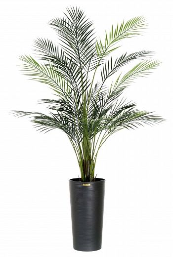 Date palm Kariba 150 cachepot Dekollete Serso 46