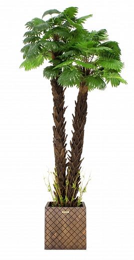 Palm Washingtonia malida cachepot Dekollete Gurido 30 color