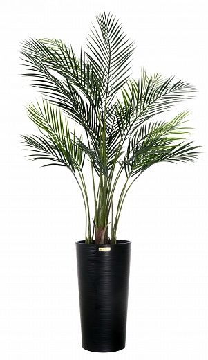 Date palm Kariba cachepot Dekollete Serso 46