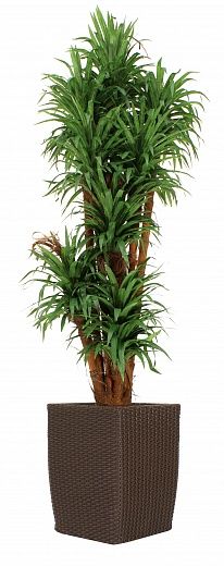 Dracaena Basu Cachepot Dekollete Rattan Cone 50